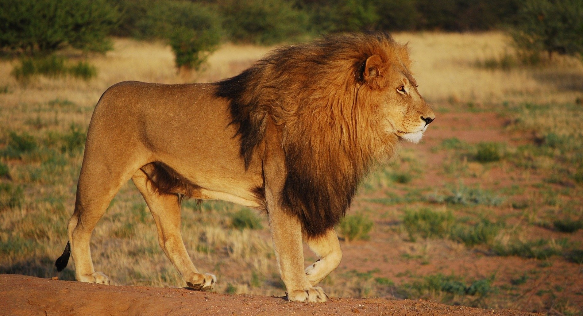 Voluntariado com animais selvagens na África do Sul!